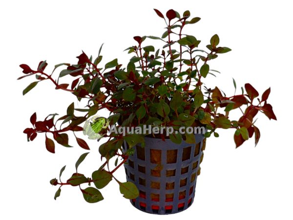 Ludwigia palustris “Mini Super Red” (Nuottaruoho)