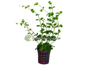 Lysimachia nummularia “Aurea” (Suikeroalpi)
