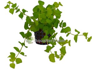 Lysimachia nummularia (Suikeroalpi)