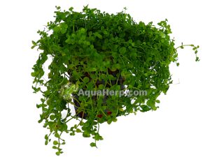 Micranthemum “Monte Carlo” (Pyörölehti)