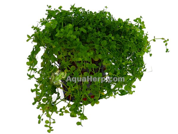 Micranthemum “Monte Carlo” (Pyörölehti)