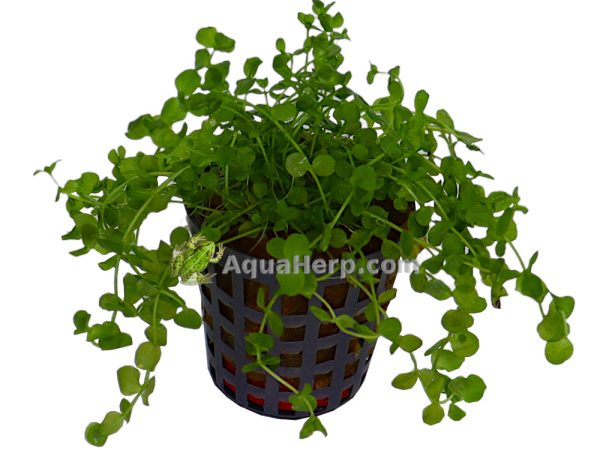 Micranthemum umbrosum (Pyörölehti)