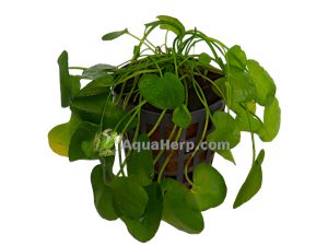 Nymphoides sp. “Taiwan” (Taiwaninlammikki)