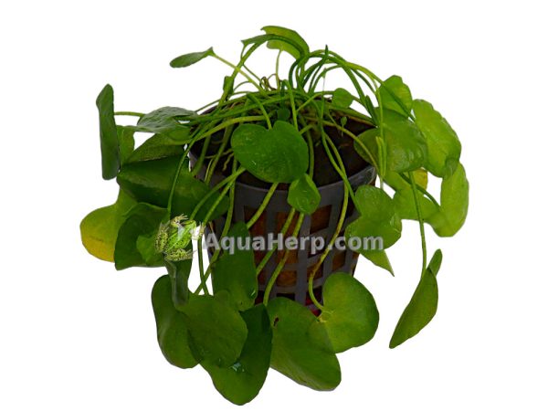Nymphoides sp. “Taiwan” (Taiwaninlammikki)
