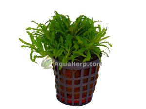 Pogostemon helferi (Poimupatsuli)