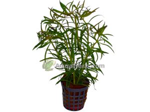 Pogostemon stellatus (Tähtipatsuli)