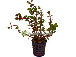 Rotala “Blood Red” (Rotala)