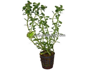 Rotala indica (Rotala)