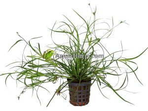 Juncus repens (Vihvilä)