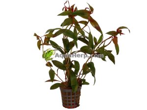 Ludwigia peruviana (Rusolehti)