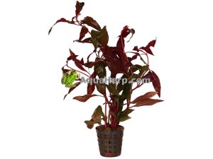 Alternanthera cardinalis (Papukaijalehti)