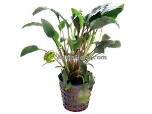 Cryptocoryne walkeri (Melalehti)