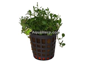 Glossostigma elatinoides (Kääpiökieli)