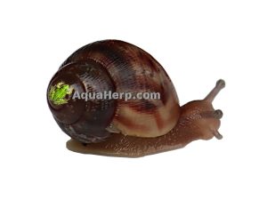 Achatina fulica (Akaattikotilo) 10kpl