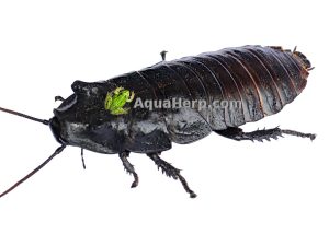 Gromphadorhina portentosa (Madagaskarin sihisevä torakka)