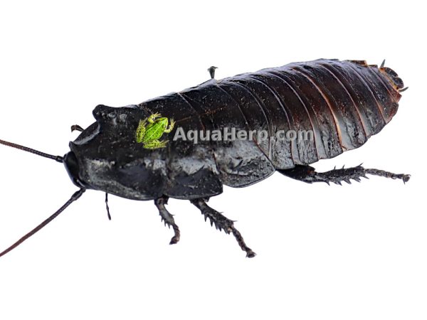Gromphadorhina portentosa (Madagaskarin sihisevä torakka)