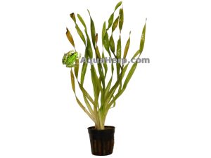 Akvaariokasvit Vallisneria asiatica.