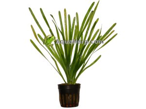 Akvaariokauppa Vallisneria.